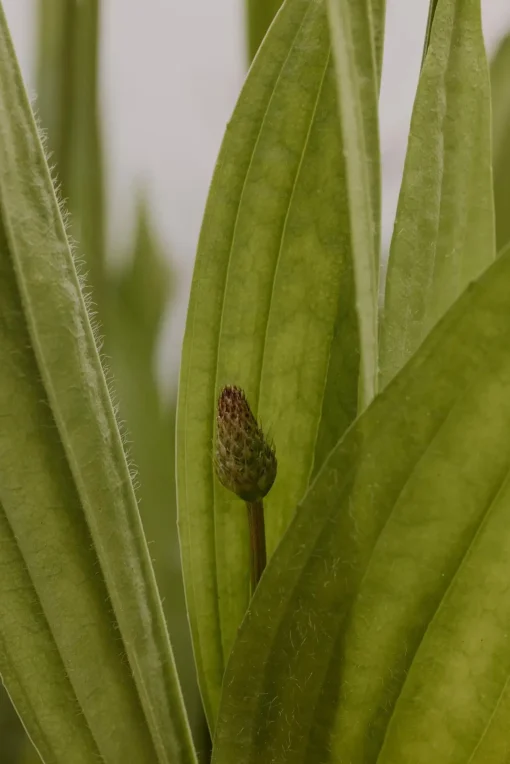 Frantsila Erityisvalmisteet<Ratamouute 50ml