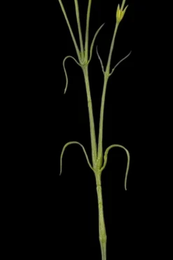 Best Sisustusoksa Neilikka 66 cm persikka Koriste-esineet